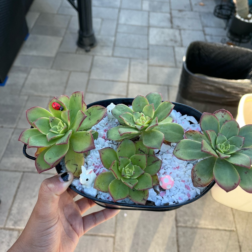 Bucket of succies